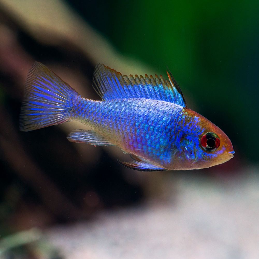 ELECTRIC BLUE BUTTERFLY RAMIREZI CICHLID