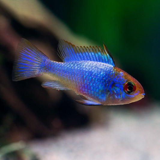 ELECTRIC BLUE BUTTERFLY RAMIREZI CICHLID