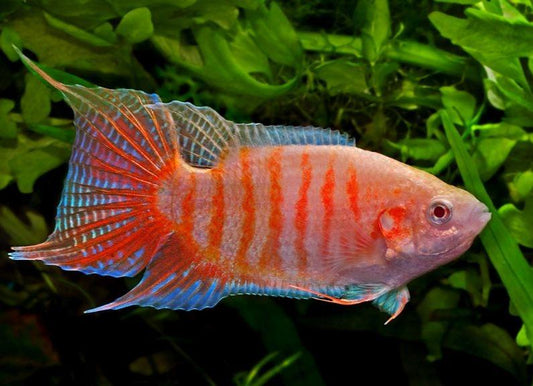 ALBINO PARADISE FISH