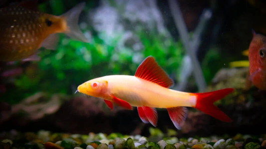 REDFIN SHARK ALBINO