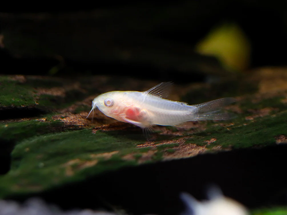CORYDORAS PIGMY ALBINO