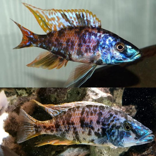OB Compressiceps/ Eye-Biter Hap African Cichlid
