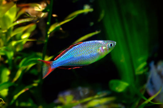 NEON DWARF RAINBOW