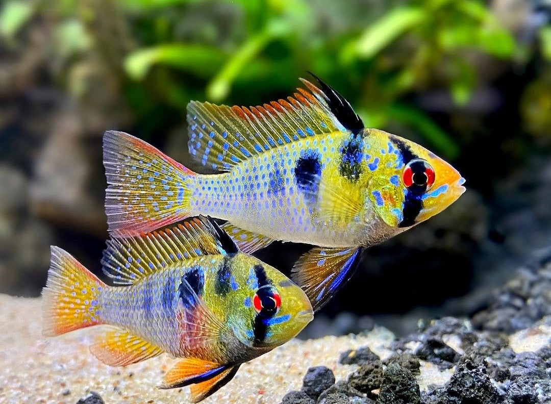 BLUE RAMIREZI