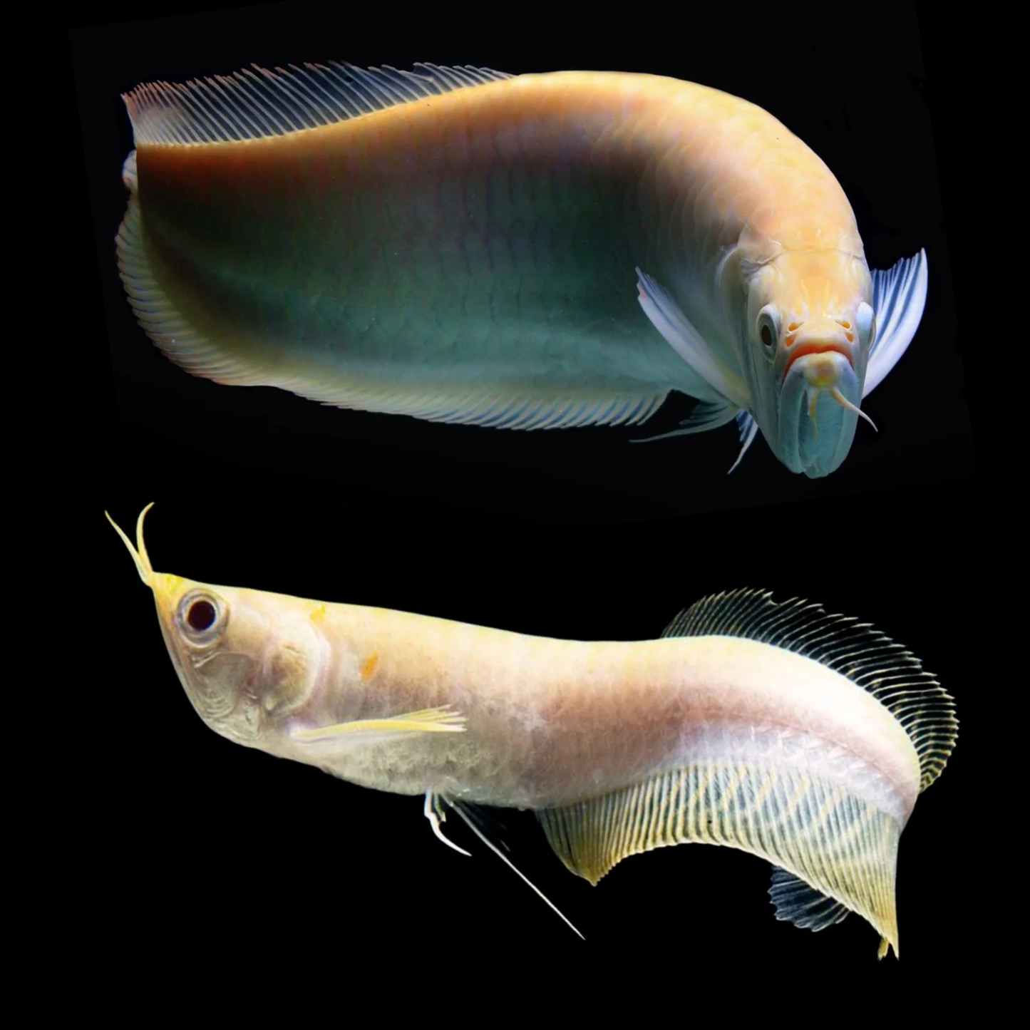 AROWANA-SILVER SOUTH AMERICAN ALBINO