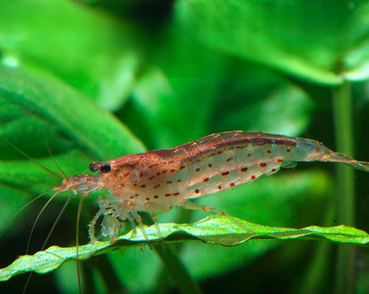 Orange Amano
