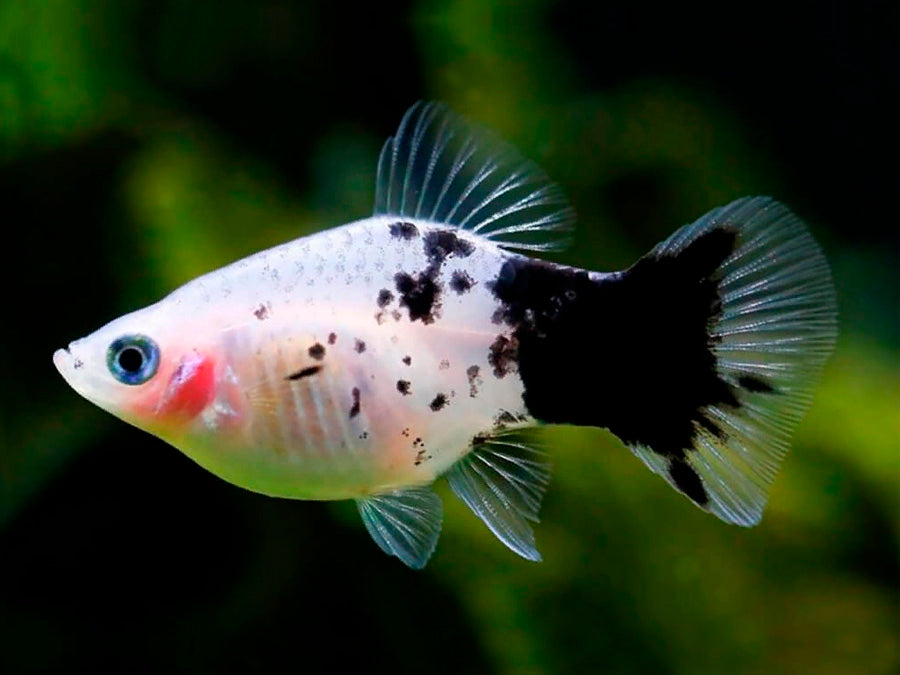 PANDA PLATY