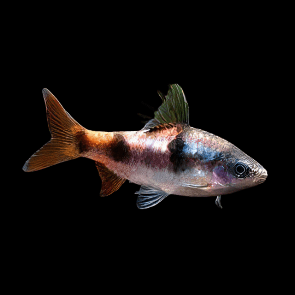 TAMBRAPARNI BARB
