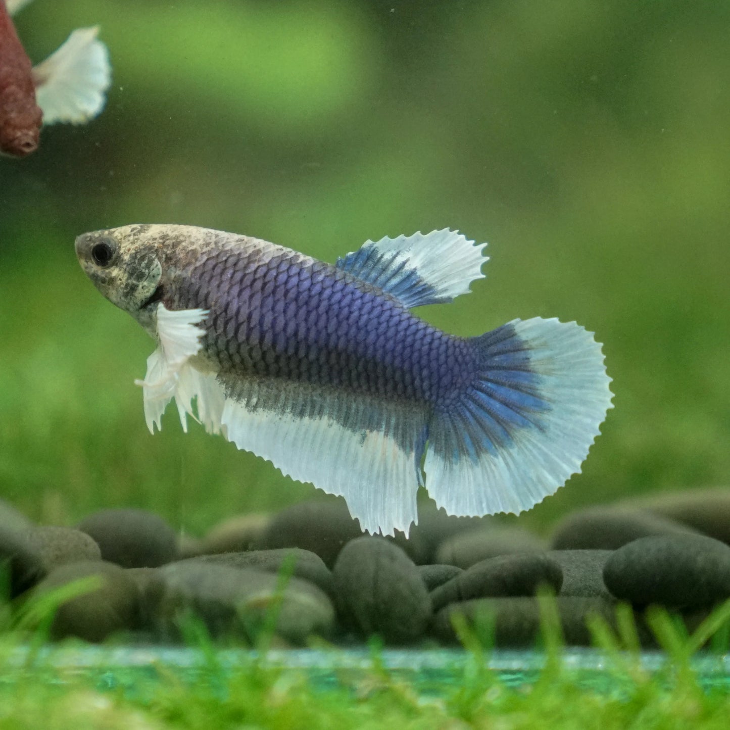 Blue Tone Dumbo Ear Halfmoon Female Betta (pack of 5)