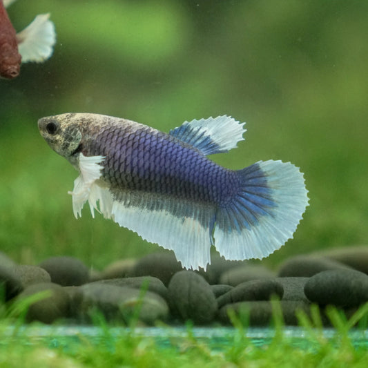Blue Tone Dumbo Ear Halfmoon Female Betta (pack of 5)