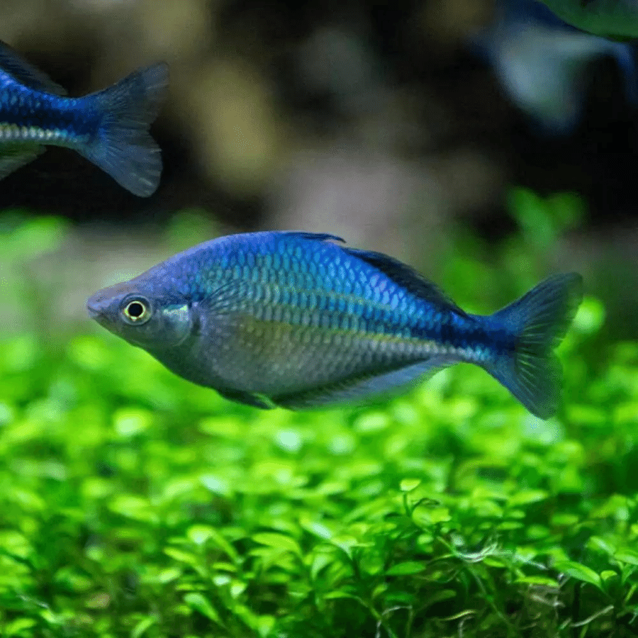 BLUE RAINBOW