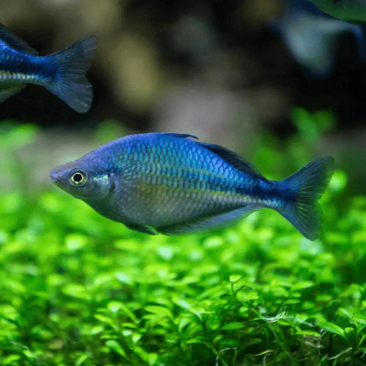 BLUE RAINBOW