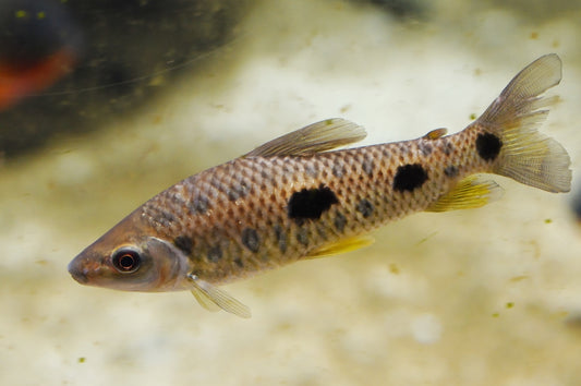 LEPORINUS STEYERMARKI