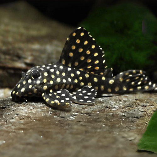 L-201 - Orinoco Angel Pleco