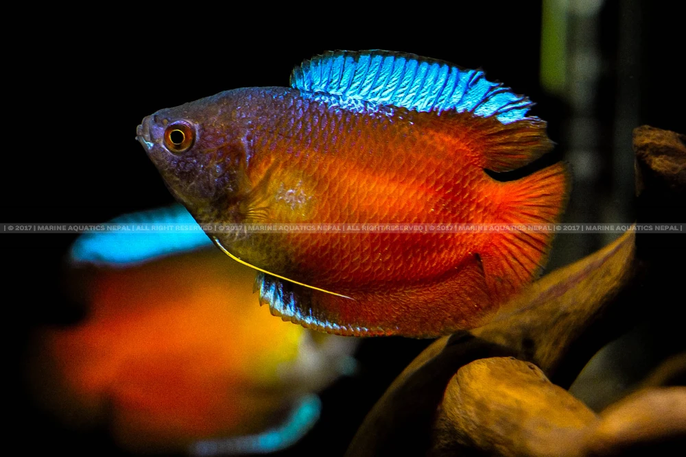 GOURAMIES - FLAME RED MALE