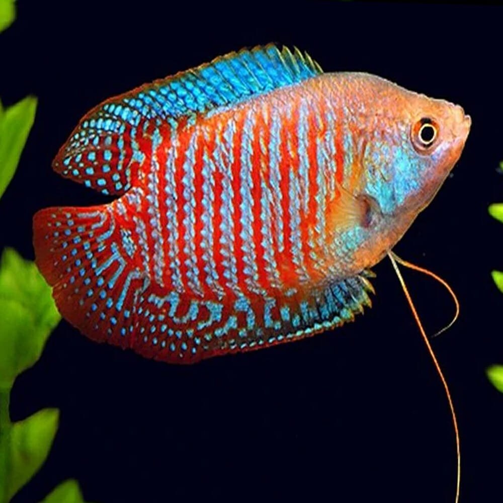 GOURAMIES - RED FLAME DWARF MALE