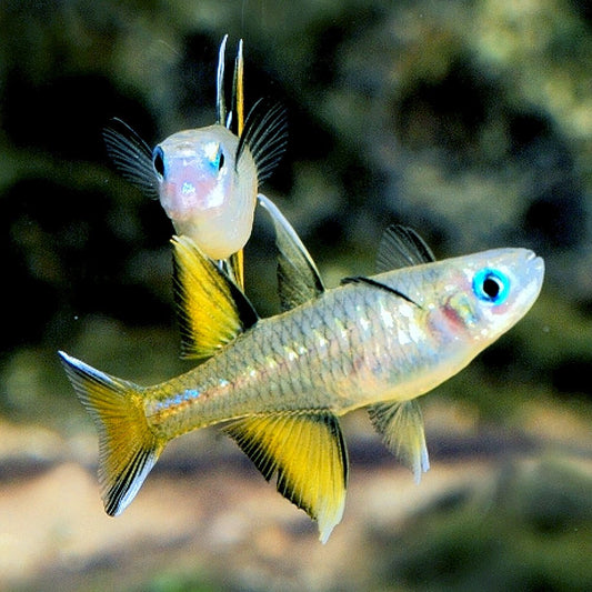PASIFIC BLUE EYE