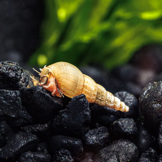 TRUMPET SNAIL
