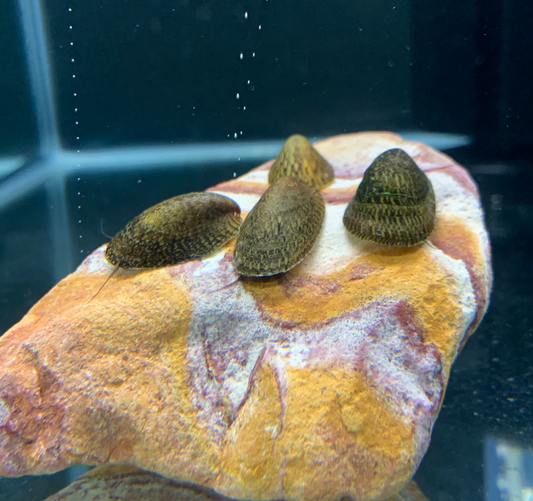 TURTLE SNAIL