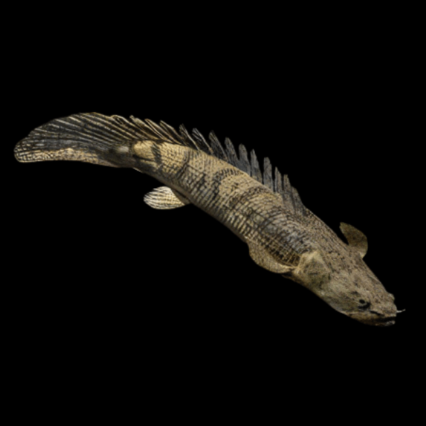 CONGO BICHIR