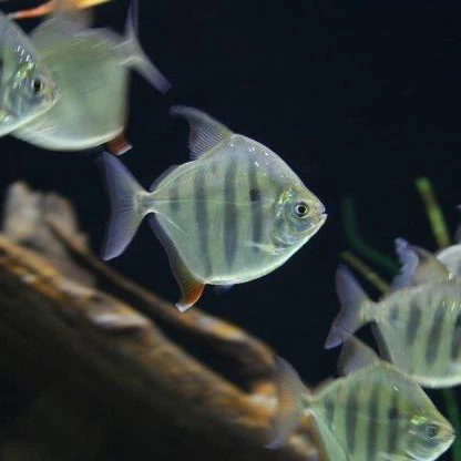 STRIPED SILVER DOLLAR