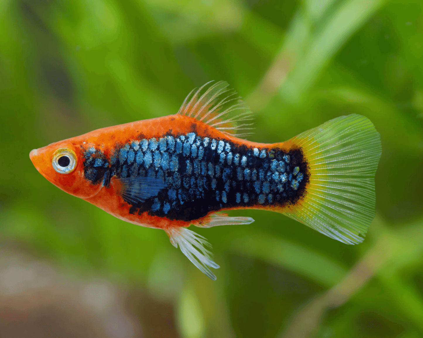 TUXEDO VARIOUS PLATY