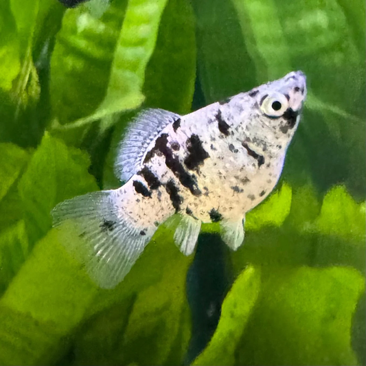 MARBLE BALLOON MOLLY