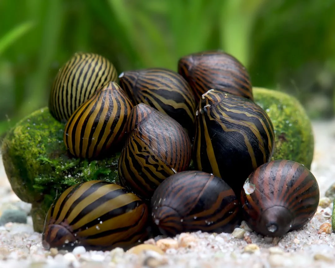 ASSORTED NERITINA SNAIL