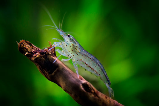 White Amano
