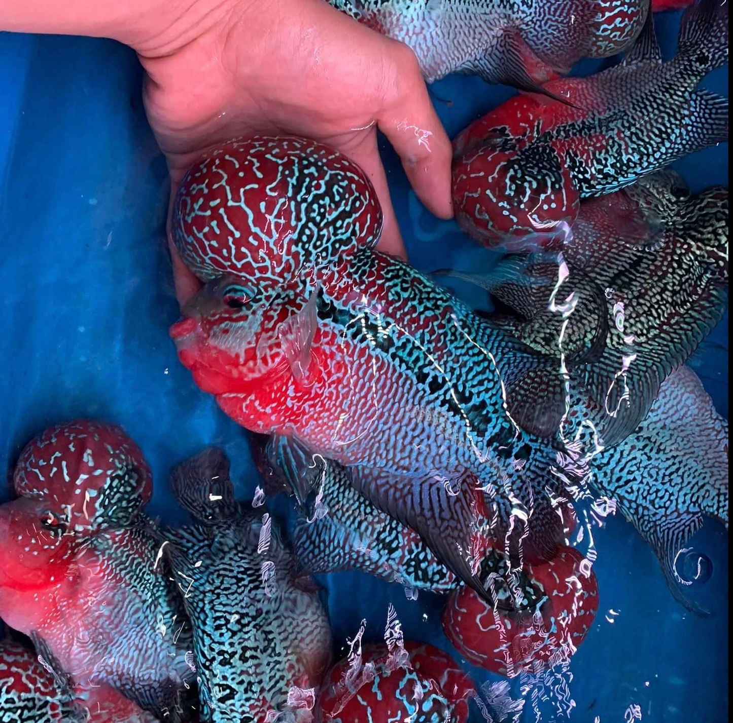 PEARL RED FLOWER HORN CICHLID - AA