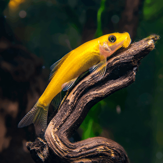 GOLDEN ALGAE EATER-SEASONAL