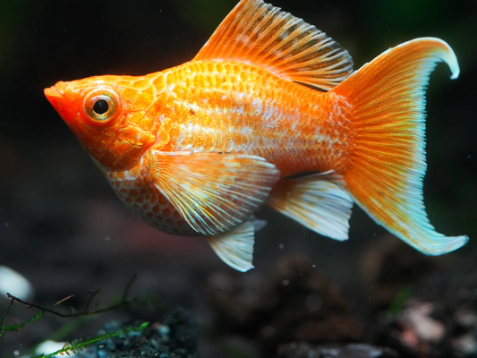 GOLDEN BALLOON MOLLY LYRETAIL