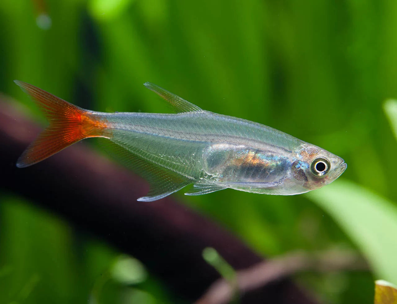 GLASS BLOODFIN