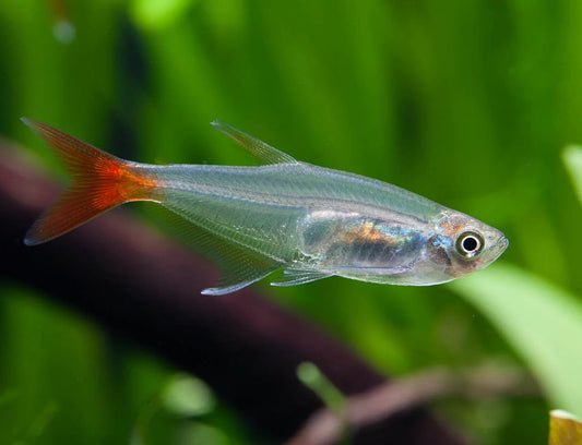 GLASS BLOODFIN