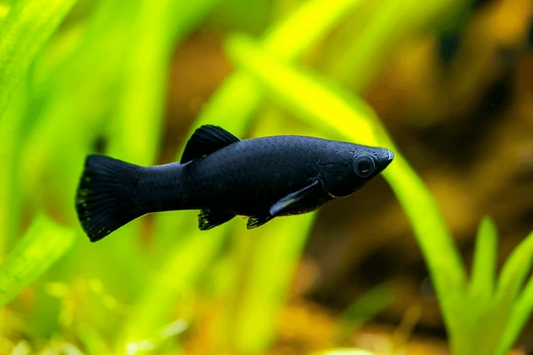 BLACK MOLLY