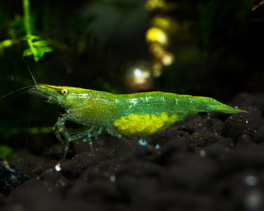 Green Babaulti