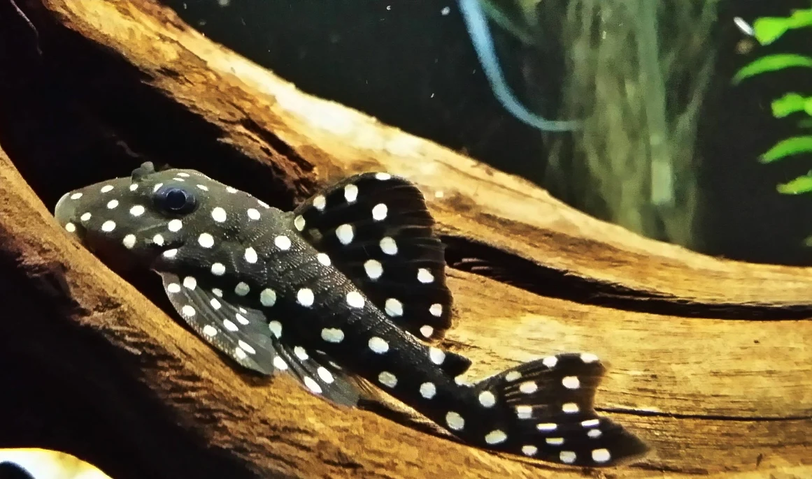 L-471 - Snowball Pleco