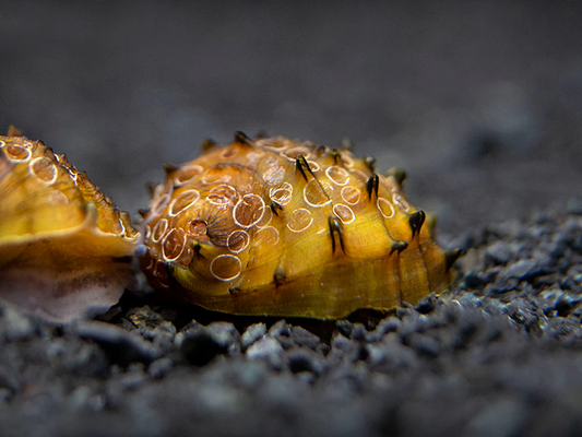 DON KING SNAIL