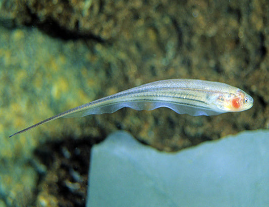 TRANSPARENT KNIFE FISH