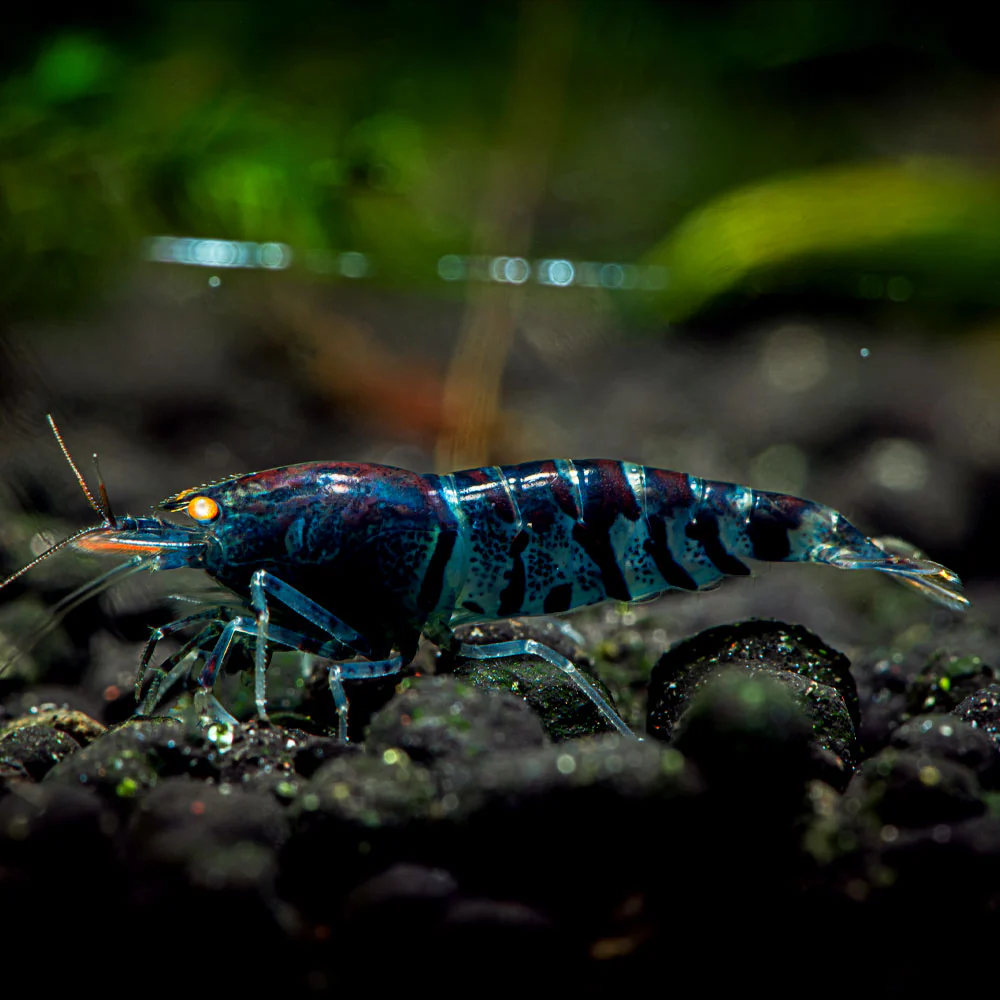 Orange Eye Blue Tiger