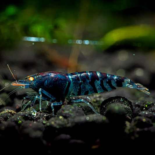 Orange Eye Blue Tiger
