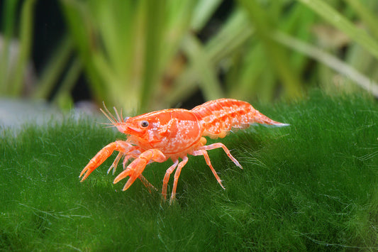 MEXICAN DWARF LOBSTER