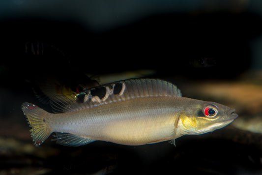 CRENICICHLA REGANI