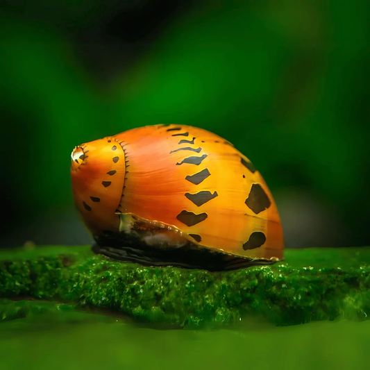 TIGER ORANGE TRACK SNAIL