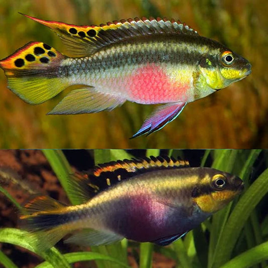 DWARF RAINBOW CICHLID / KRISBENSIS