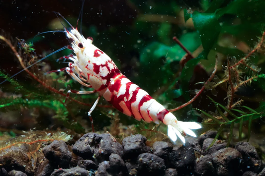 Red Fancy Tiger a/s