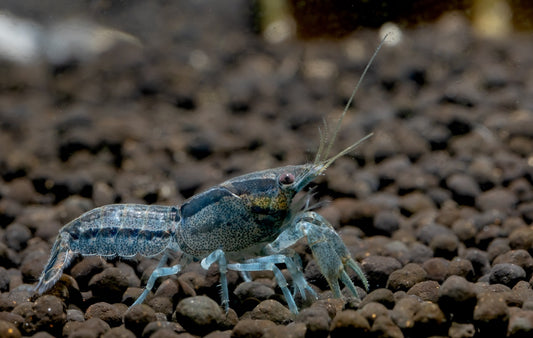 DIMINITUS DWARF LOBSTER