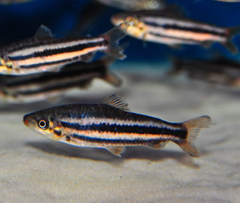 LEPORINUS ARCUS