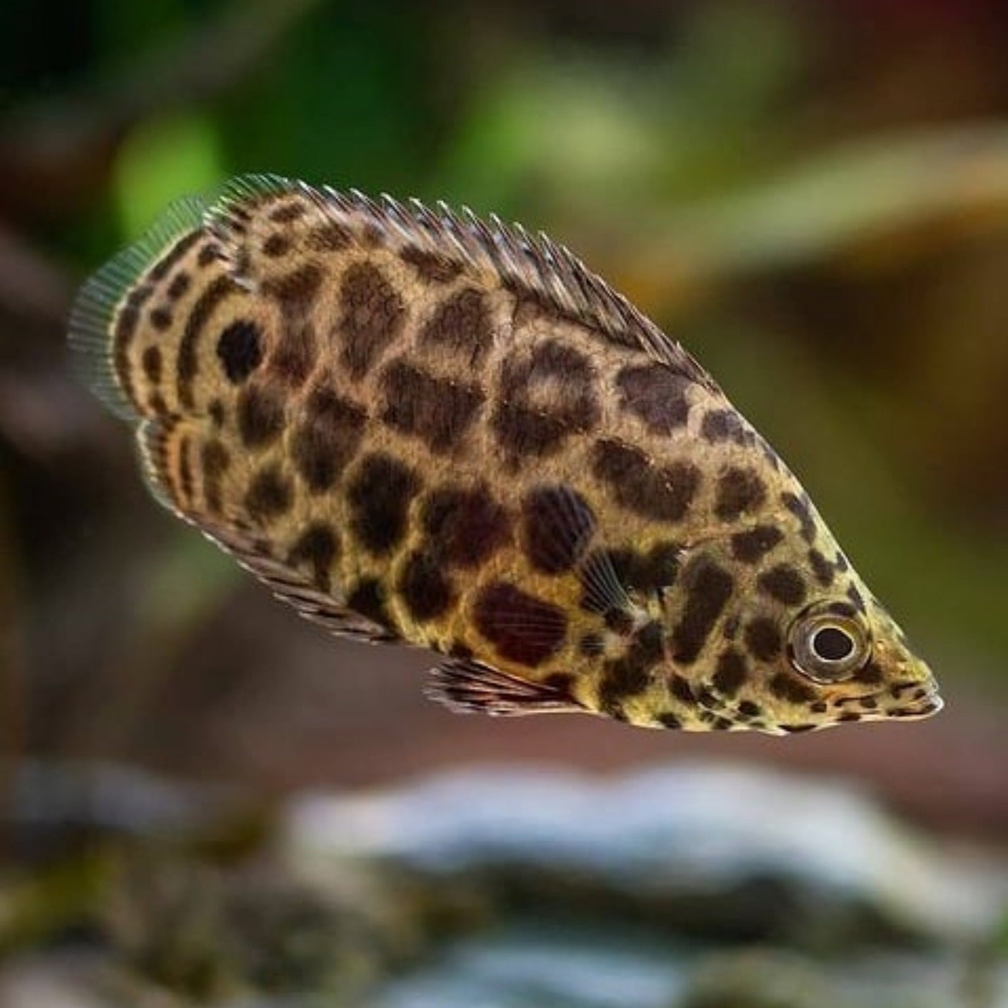 LEOPARD BUSHFISH
