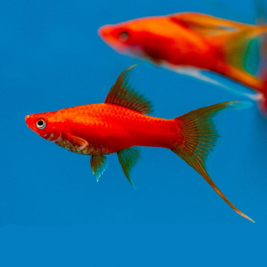 RED BRICK LYRETAIL SWORDTAIL (PRICE PER PAIR)
